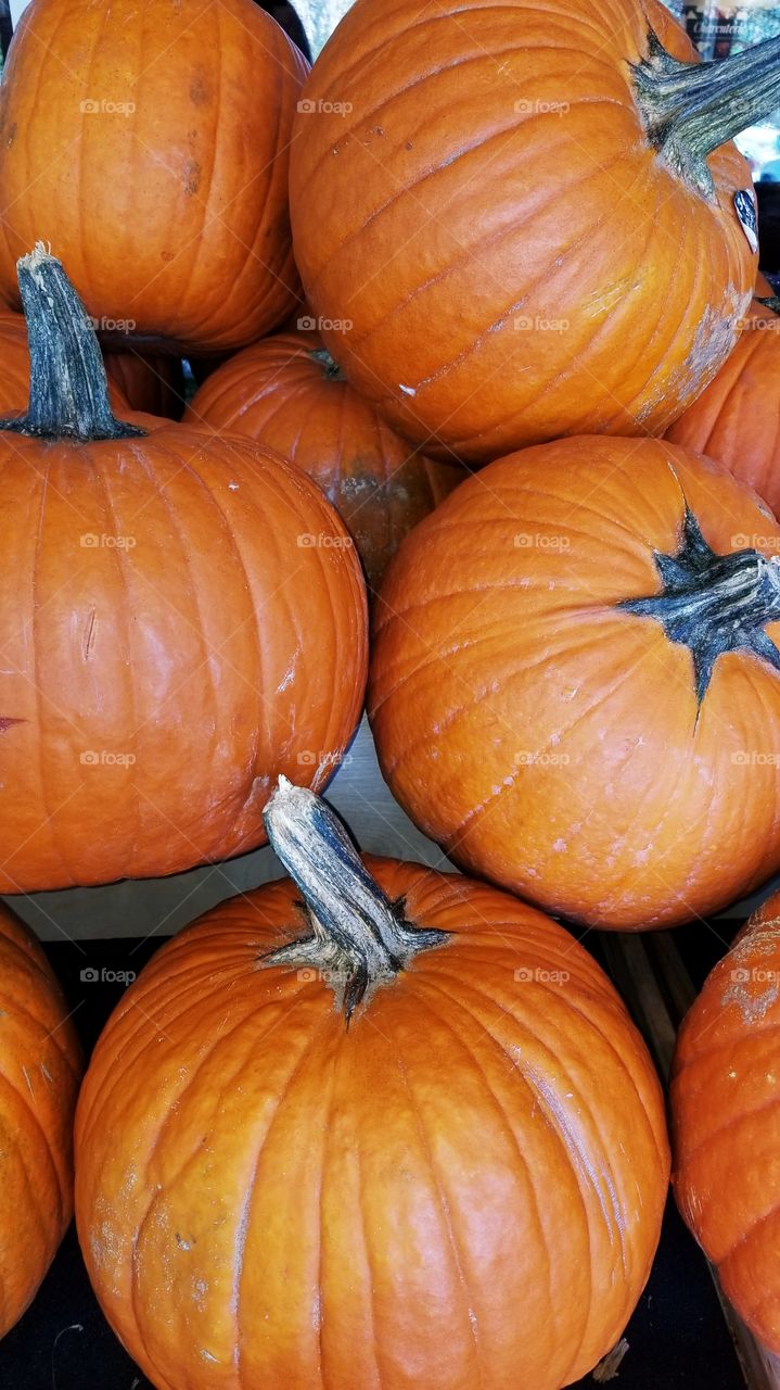pumpkins