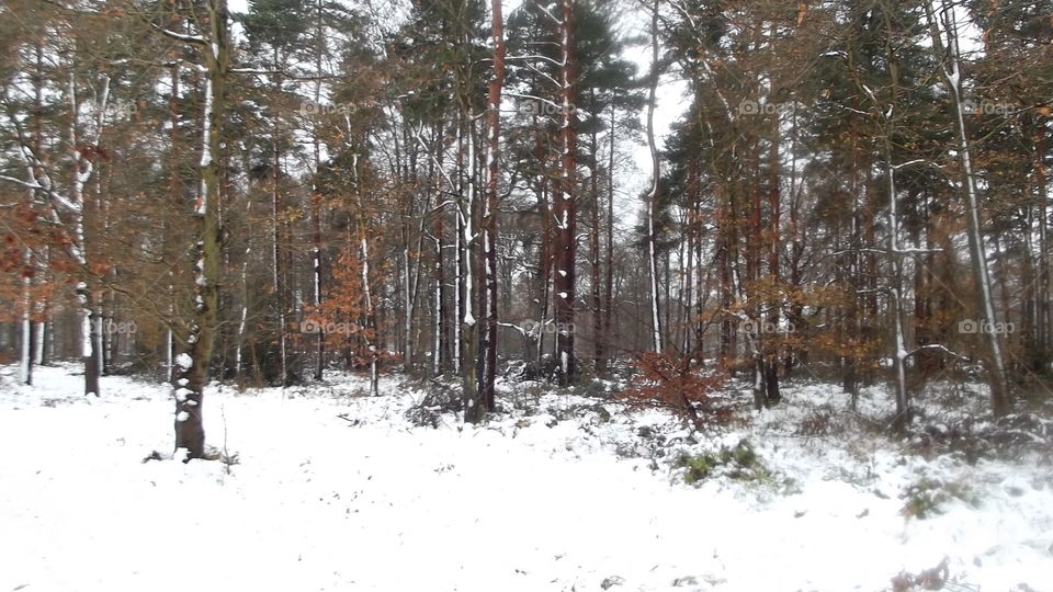 Winter, Snow, Wood, Tree, Season