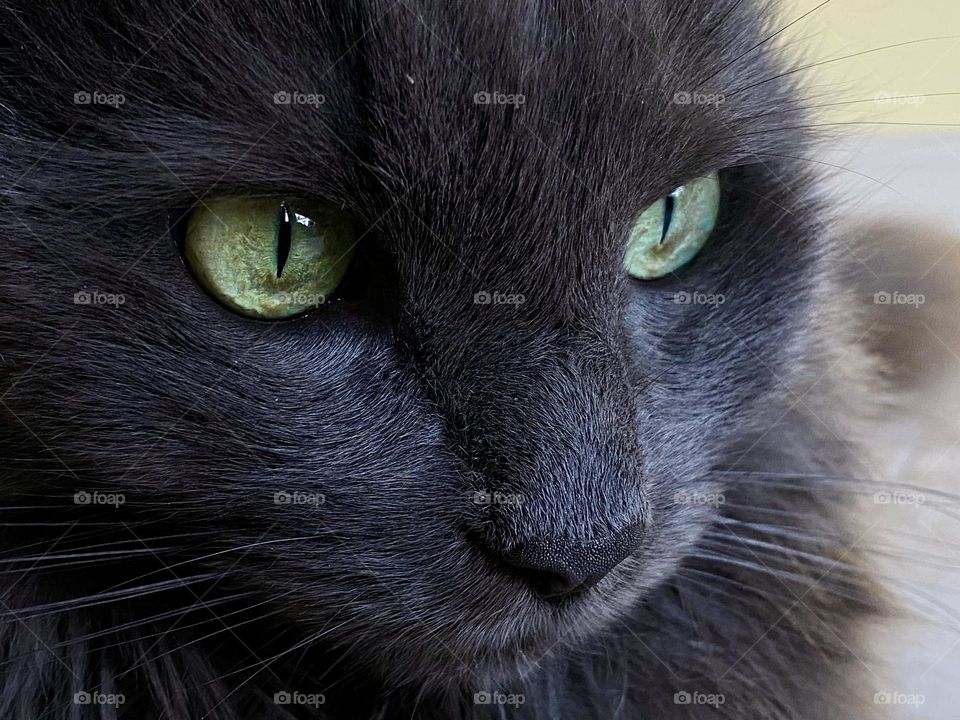 Close up of a grey fluffy cat 
