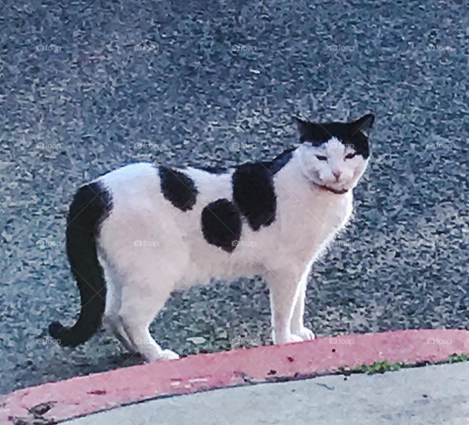 A black and white cat posing naturally for a simple photo shoot. It is a magnificent sight to admire and appreciate.