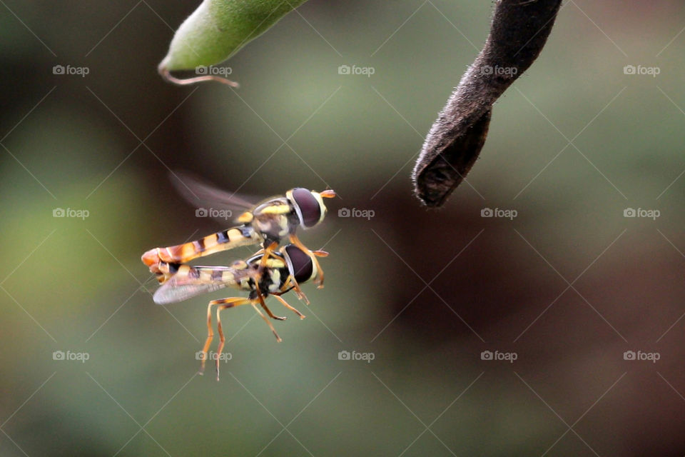 a pair of mating insects while flying.