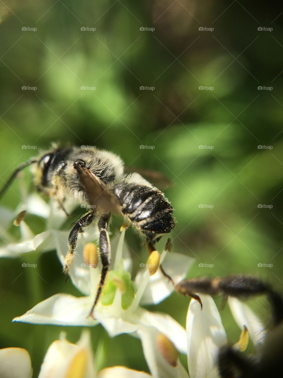 Bee closeup