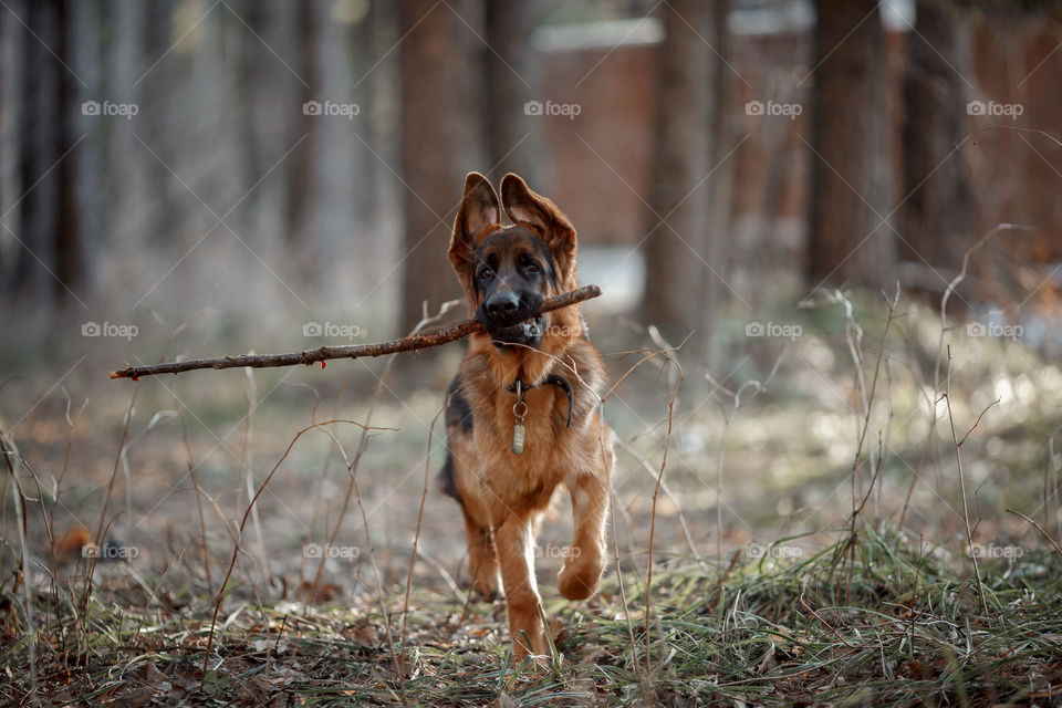 German shepherd young male dog walking outdoor at spring day