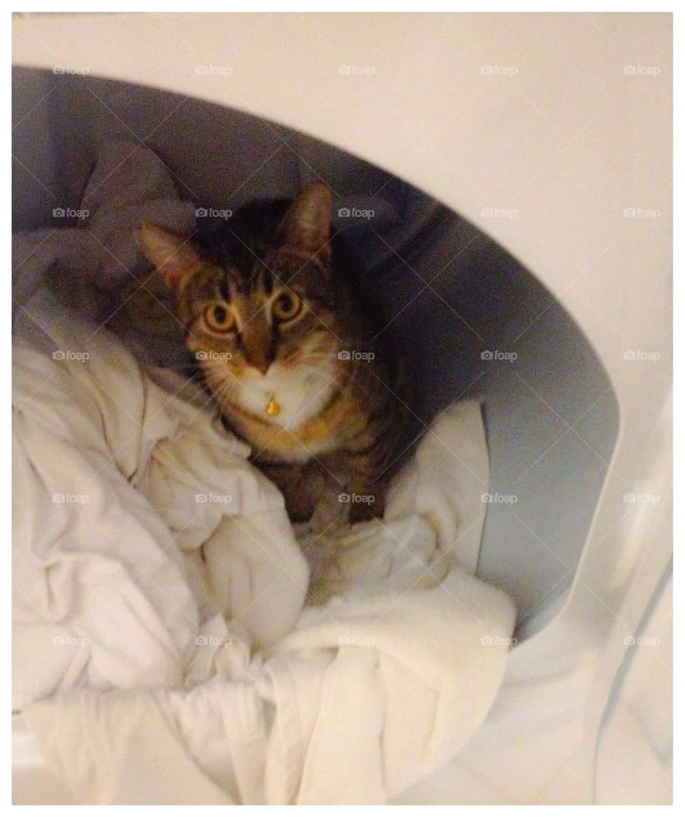 Cat in a Dryer