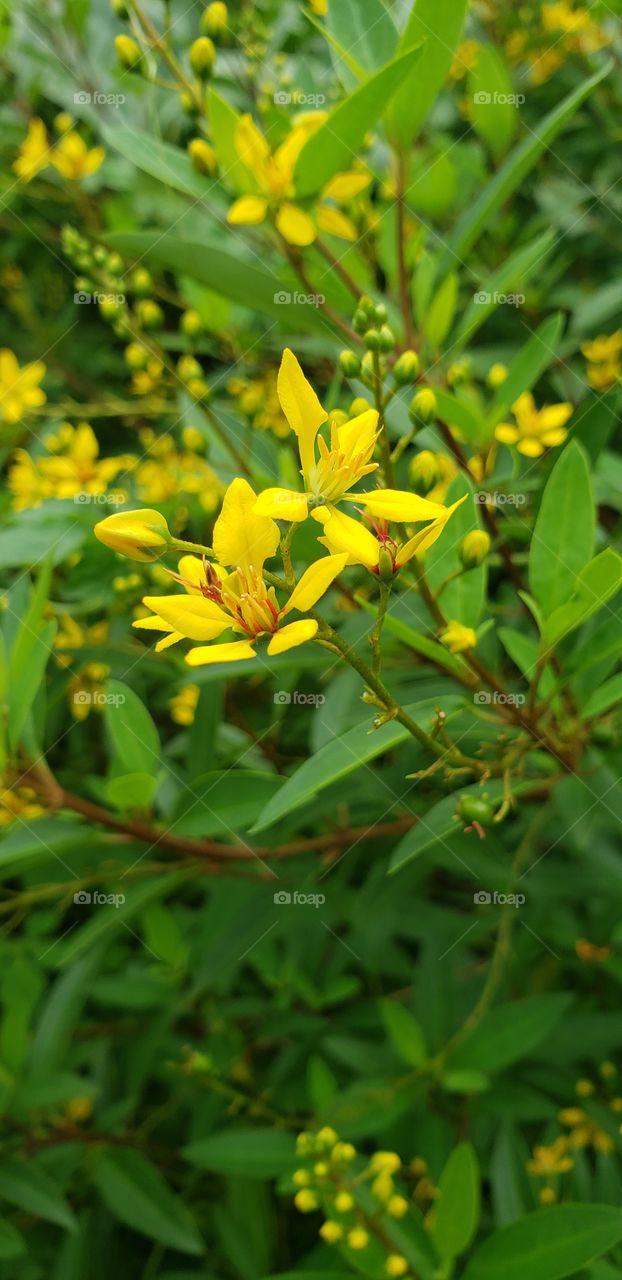 yellow flowers