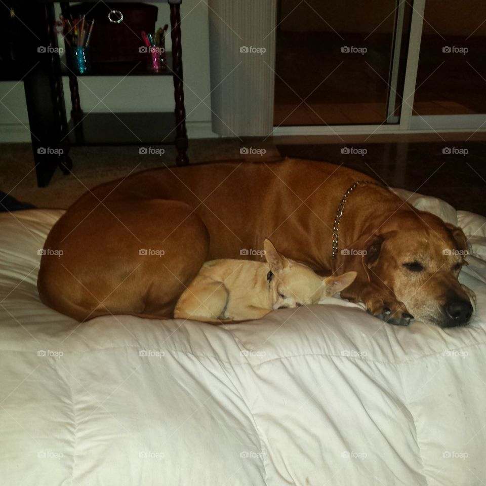 Let's go outside! and this is how hounds use Chihuahuas to ignore humans