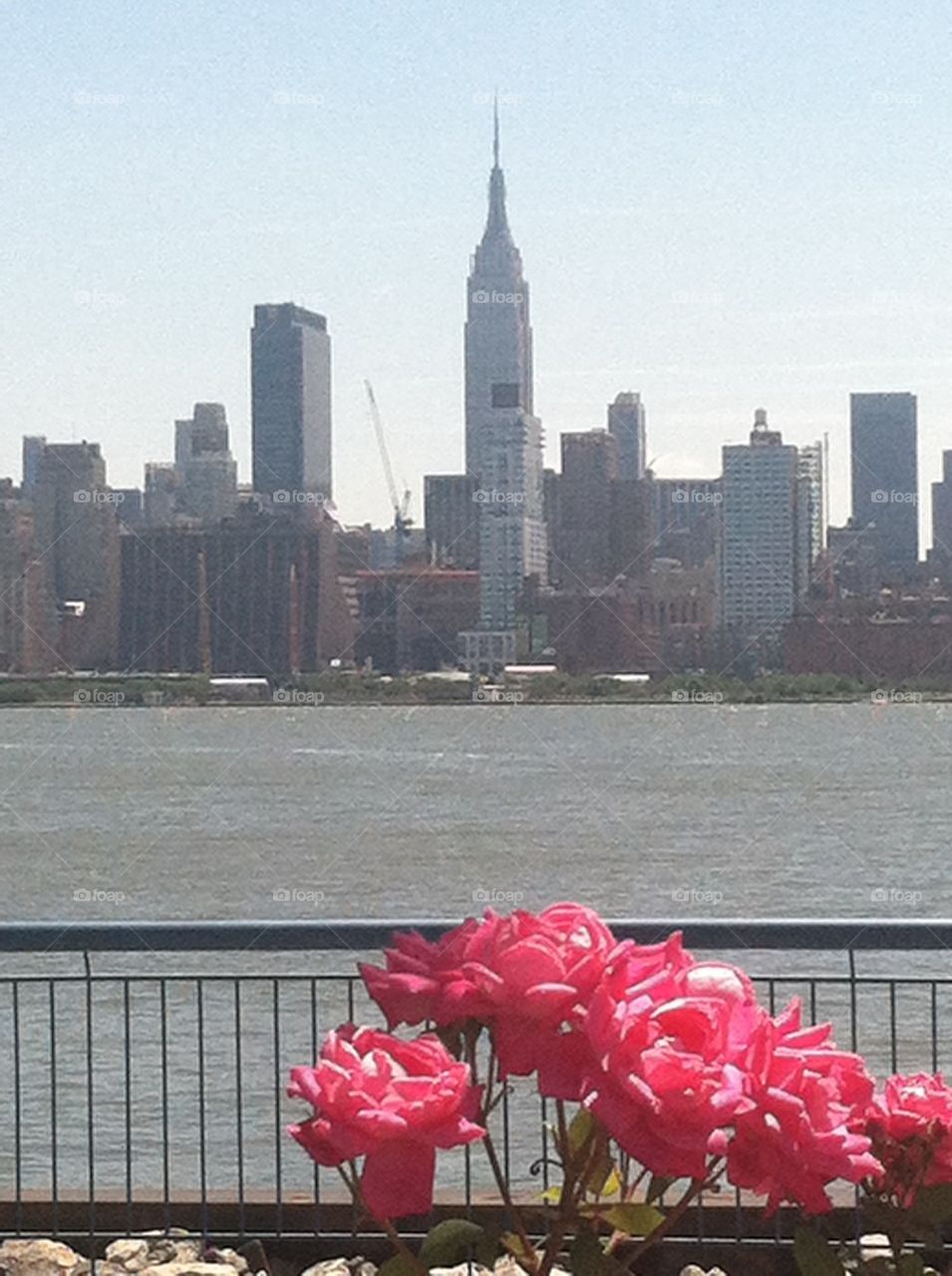 Pink flowers New York