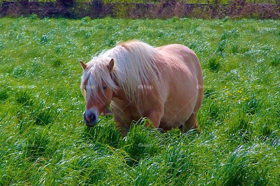 Pony in long grass. 