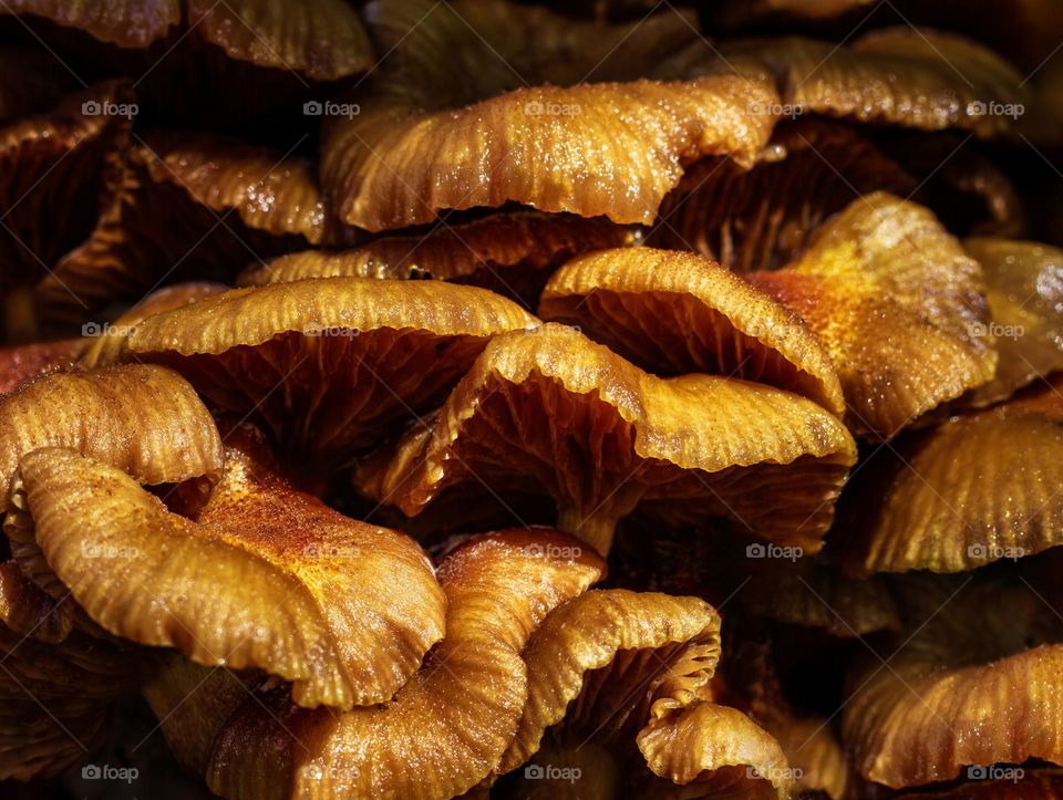 Close up on Armillaria mushrooms