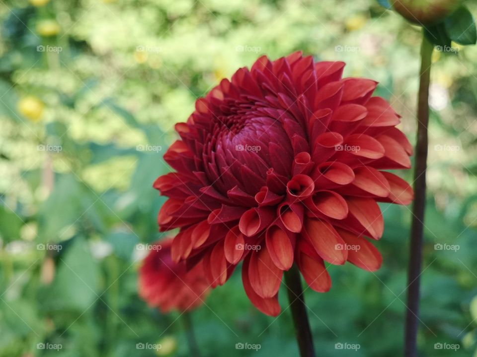 Red Dahlia