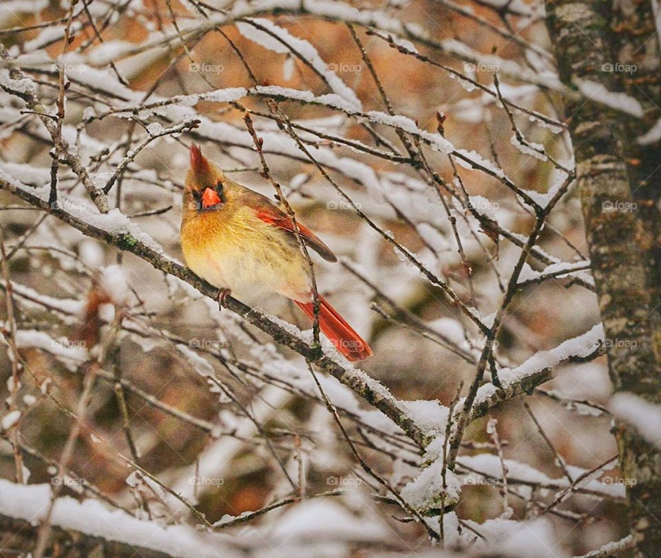 Cardinal in Winter