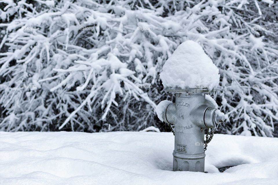 Snow covered hydrant
