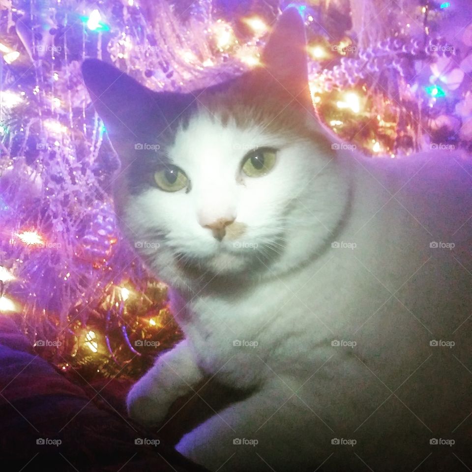 Cat, Christmas, Kitten, Portrait, Pet