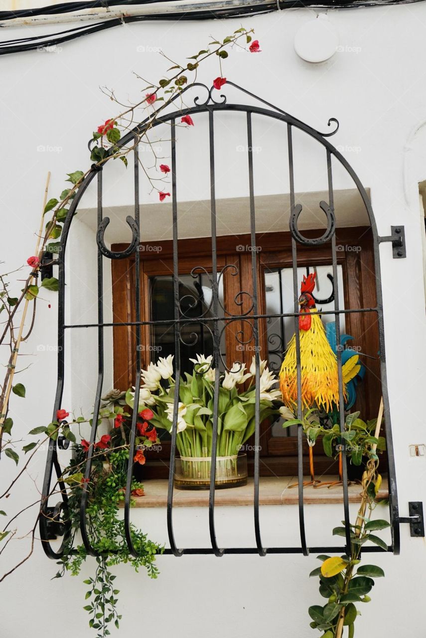 Plants#flowers#window