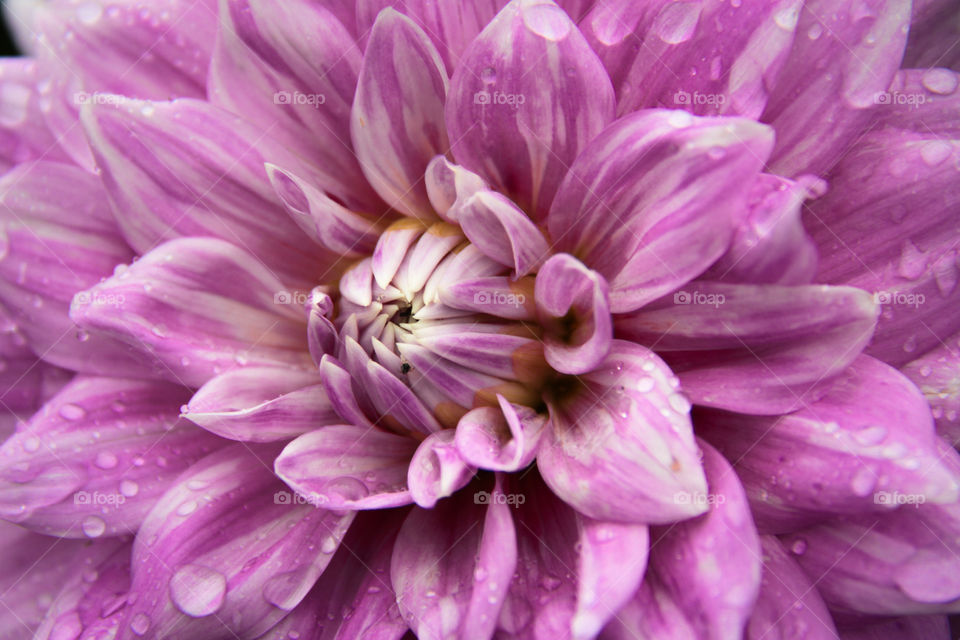 Dahlia flower.