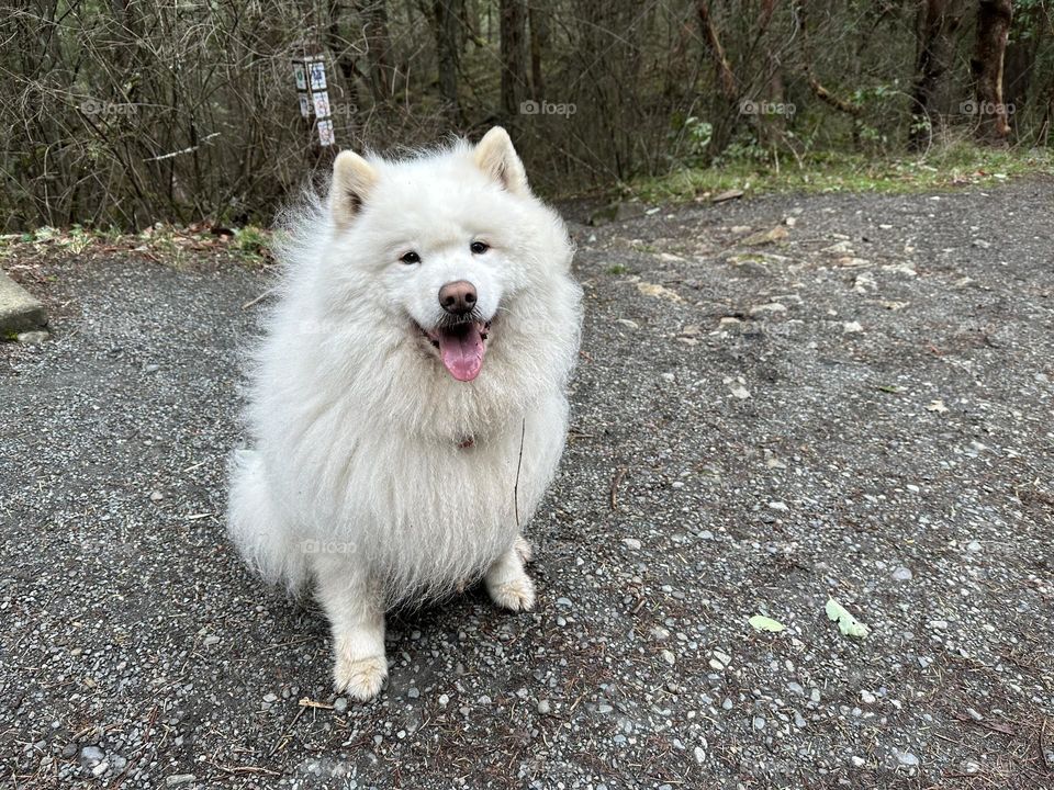 Beautiful furry dog smiling 