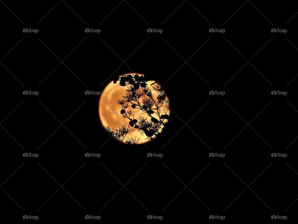 Photo of the month (September) A Super moon shines behind a pine tree branch with short needle pine cones