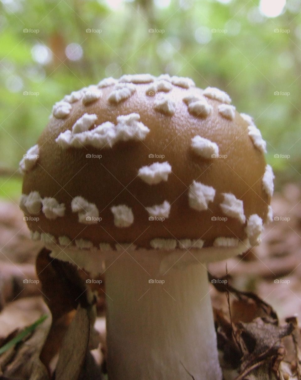 Mushroom
