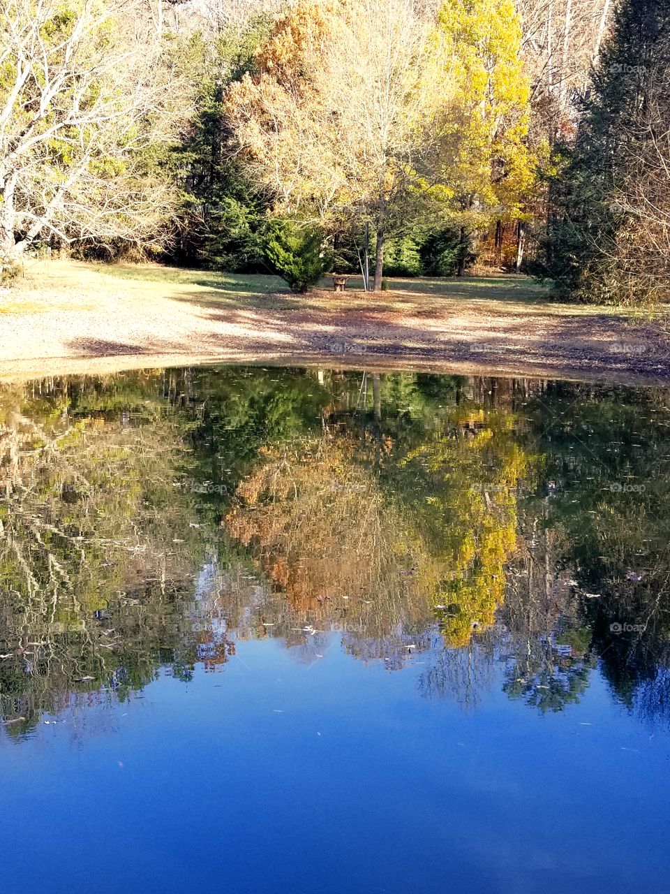 Fall reflection