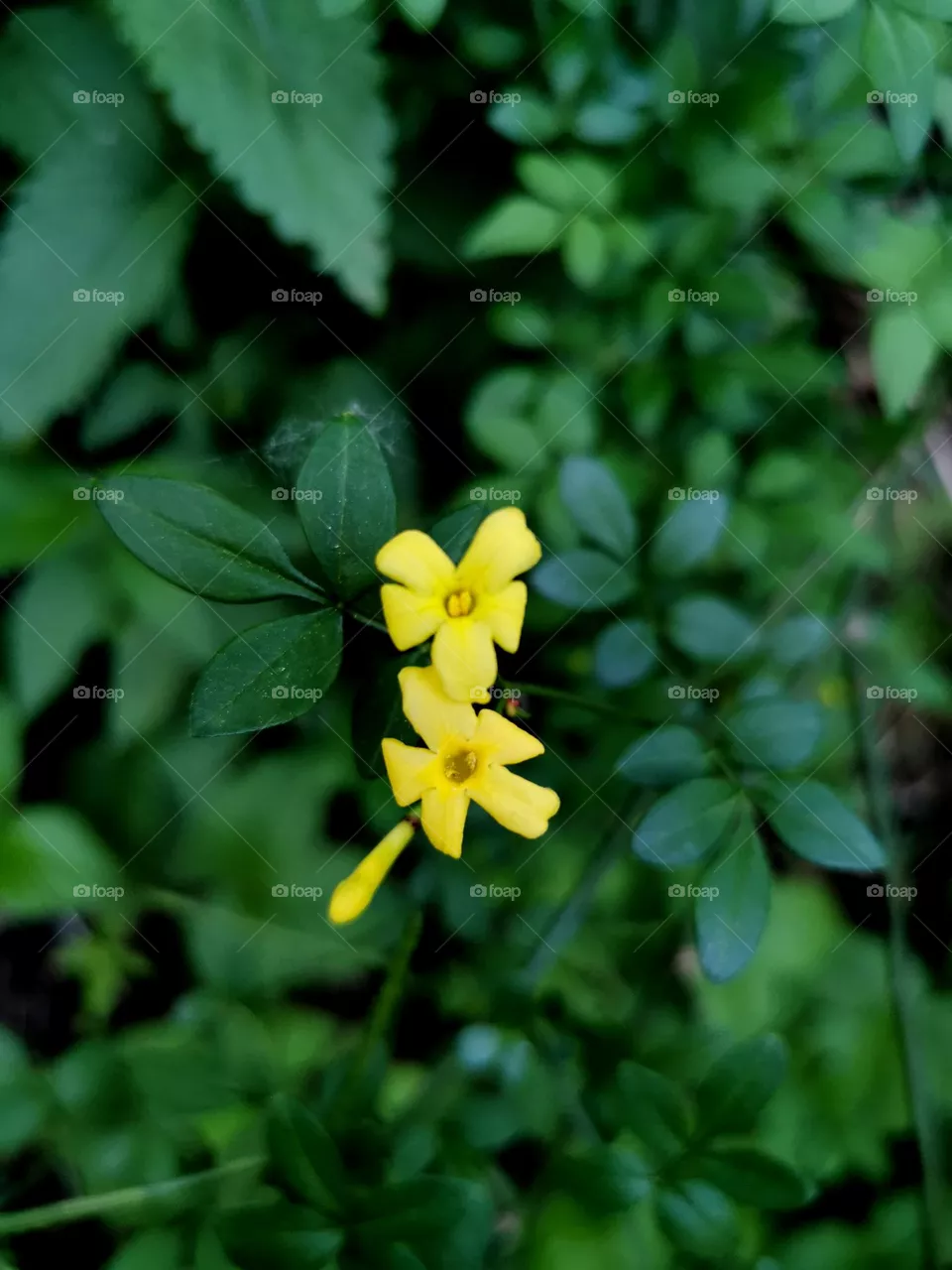 Wild and beautiful