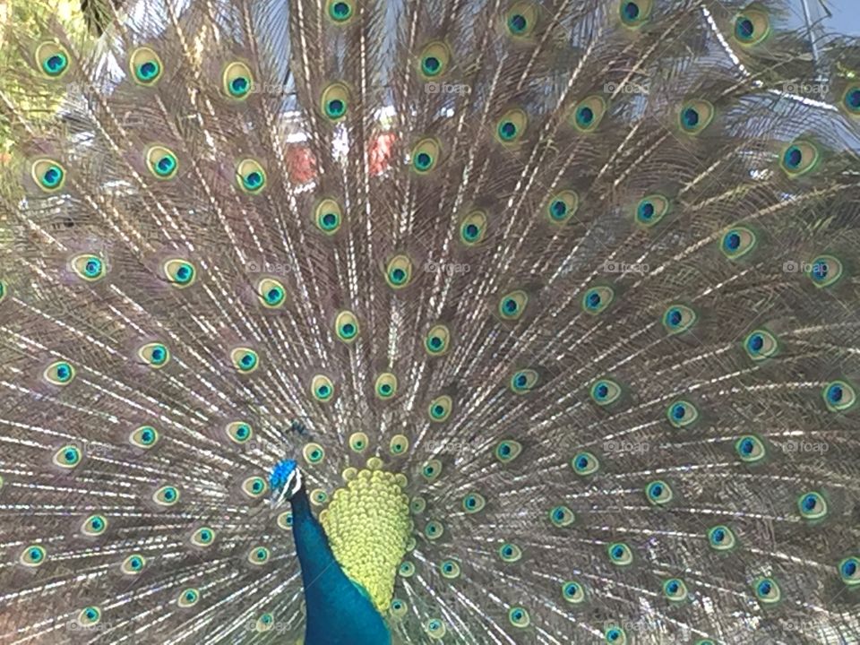 Peacock, Bird, Feather, Peafowl, Pattern