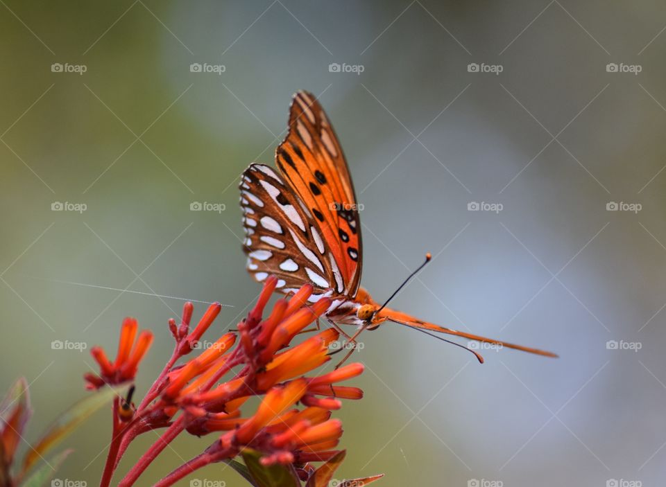 An orange butterfly pollinating a firebush plant