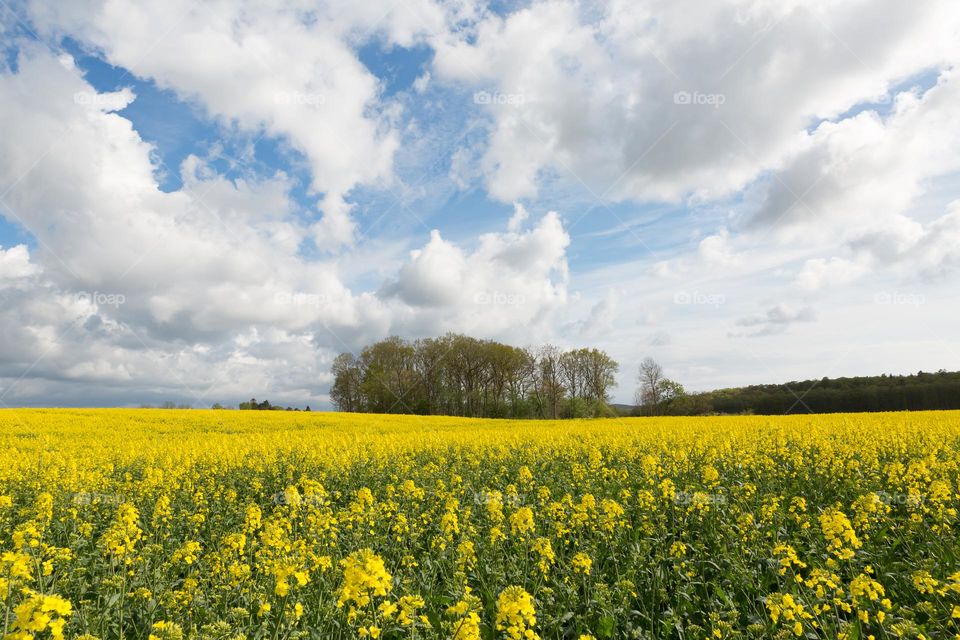 Beautiful yellow blooming rapeseed field and summer clouds on the Swedish countryside  