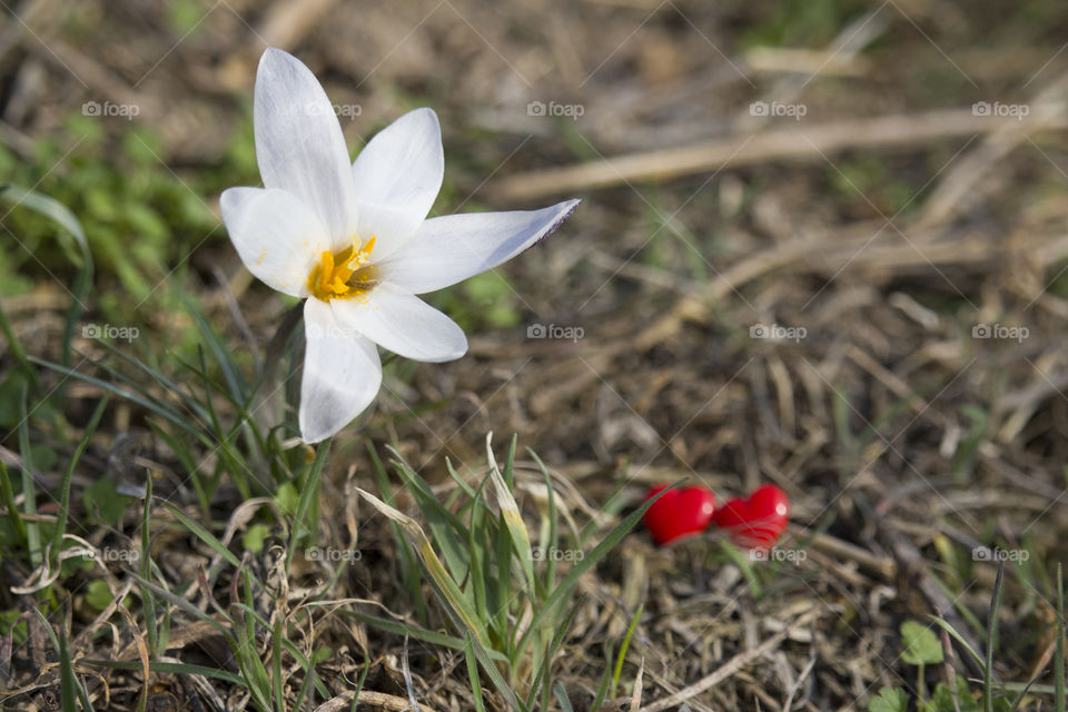 snowdrop with an open bud and two red hearts. spring love concept