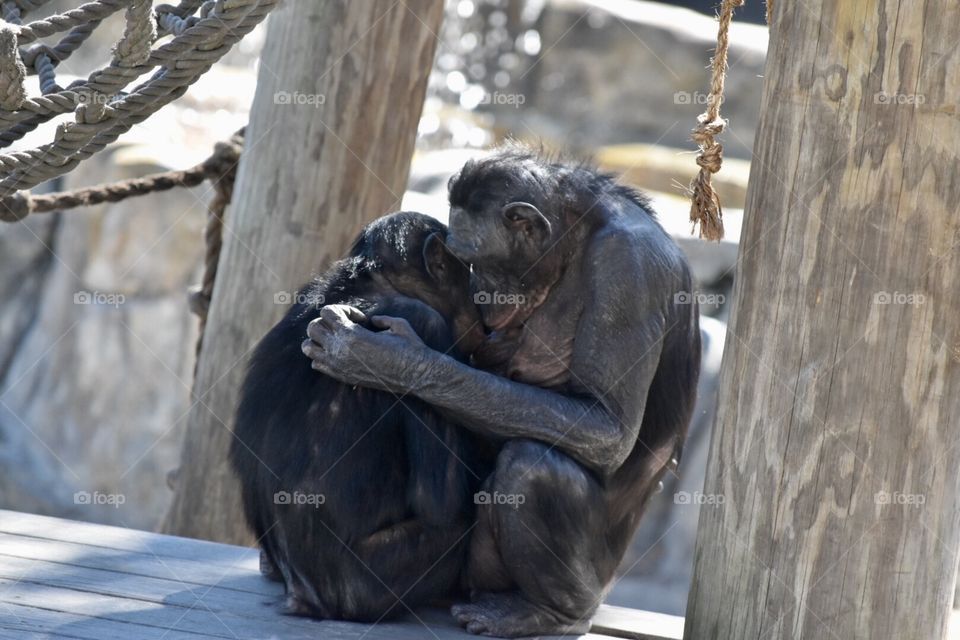 Bonobo Monkeys