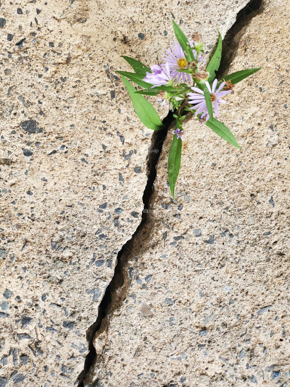 Portrait of a plant:
Growing in harsh conditions.