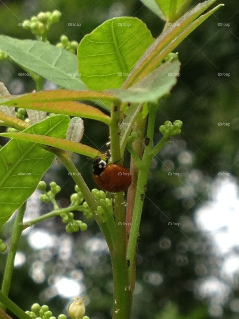 No spots on this ladybug