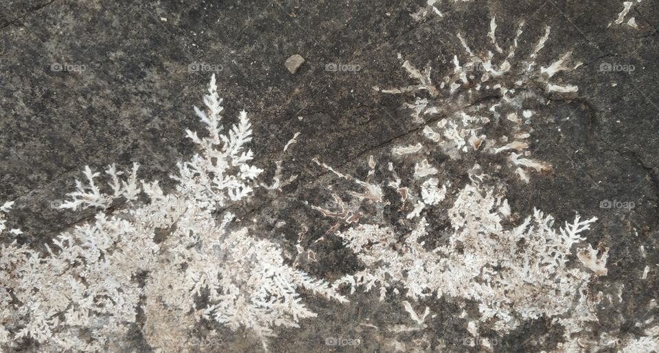 Nature's drawings  on rock