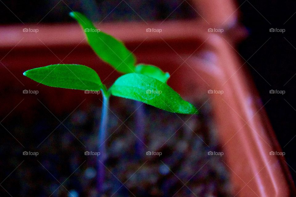 Tomato plant seedlings started indoors