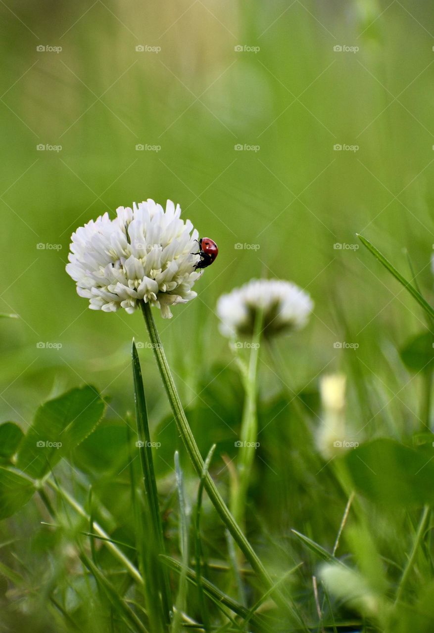 Plants