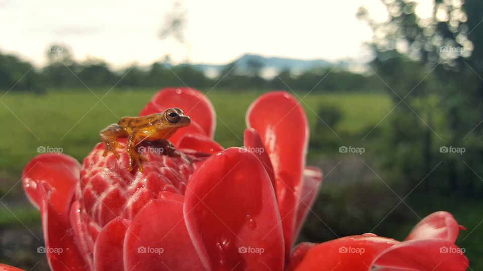 Red environment story