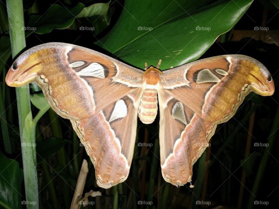 Snake head moth
