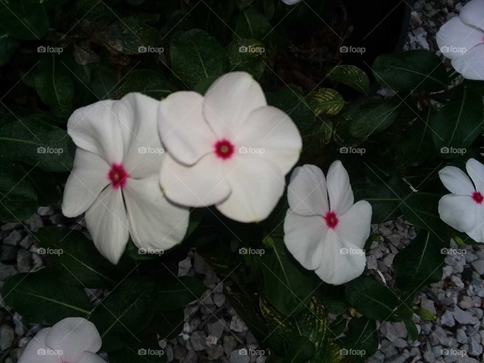 Flower, Garden, No Person, Petal, Flora