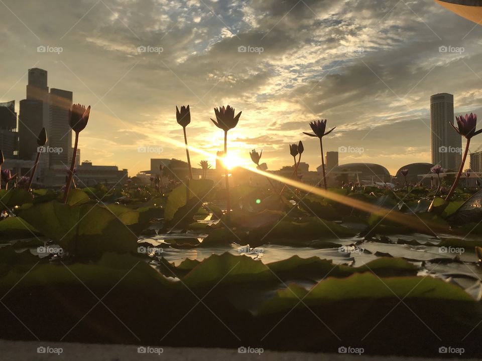 Lotus under sunset. Nature can be beautiful in urban living if we have an eye to notice :)