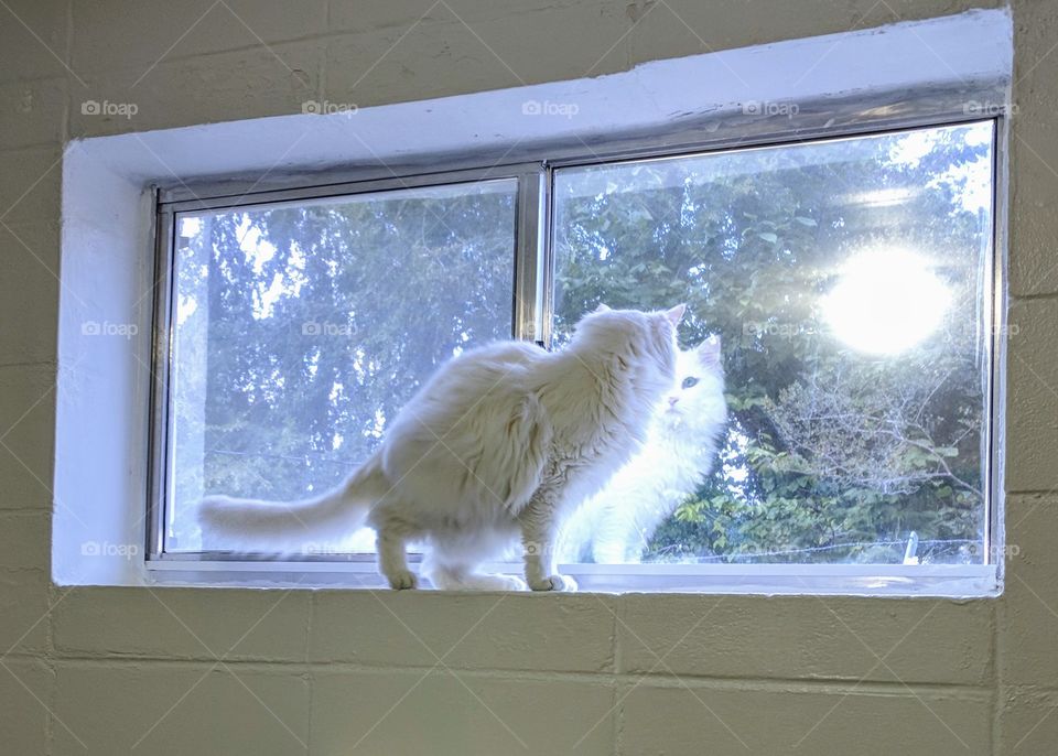 White cat in window reflection