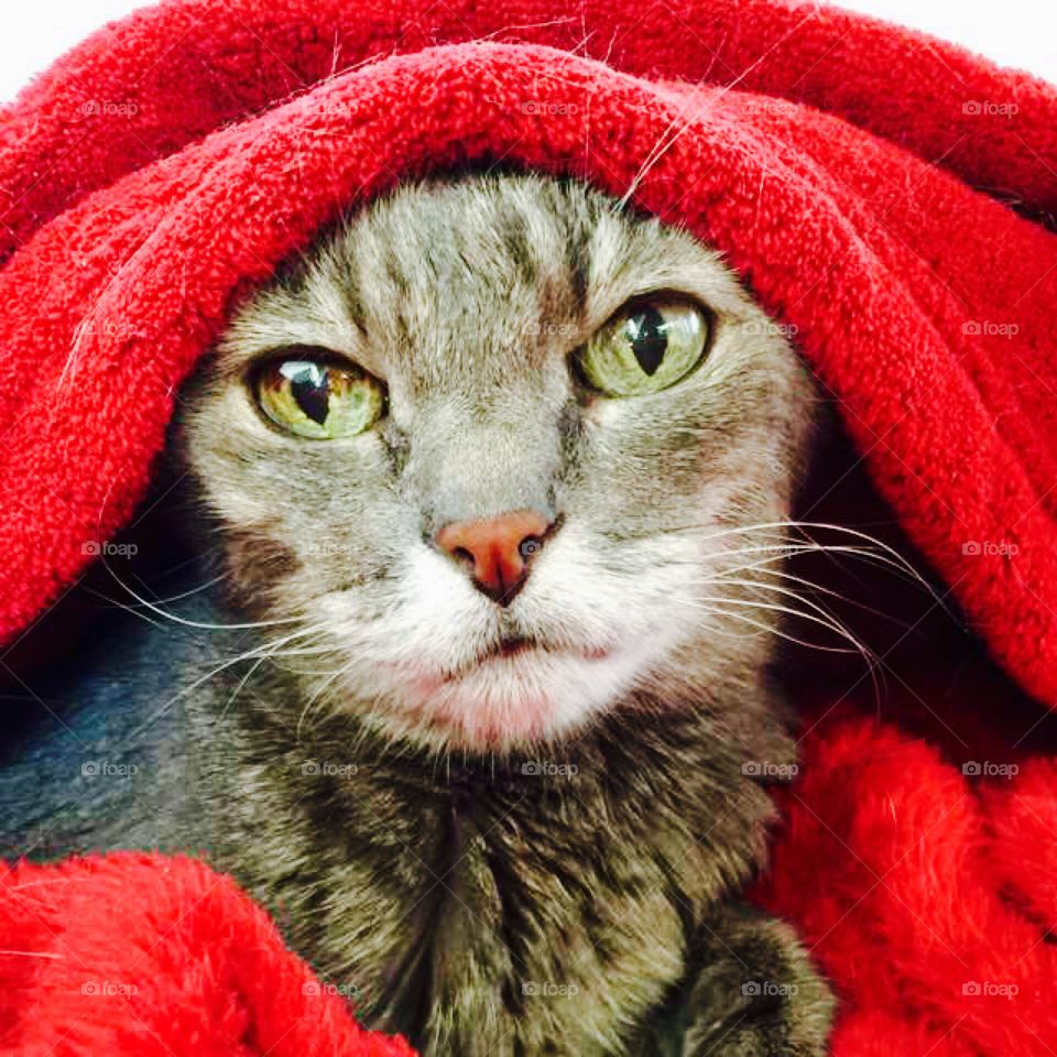 A tabby cat under towel