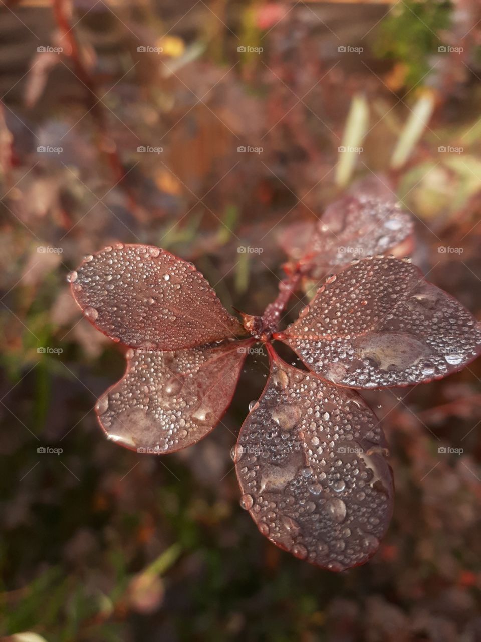 In this photo you can see a brown leaf with water droplets 