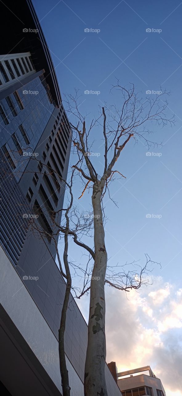 Building and tree