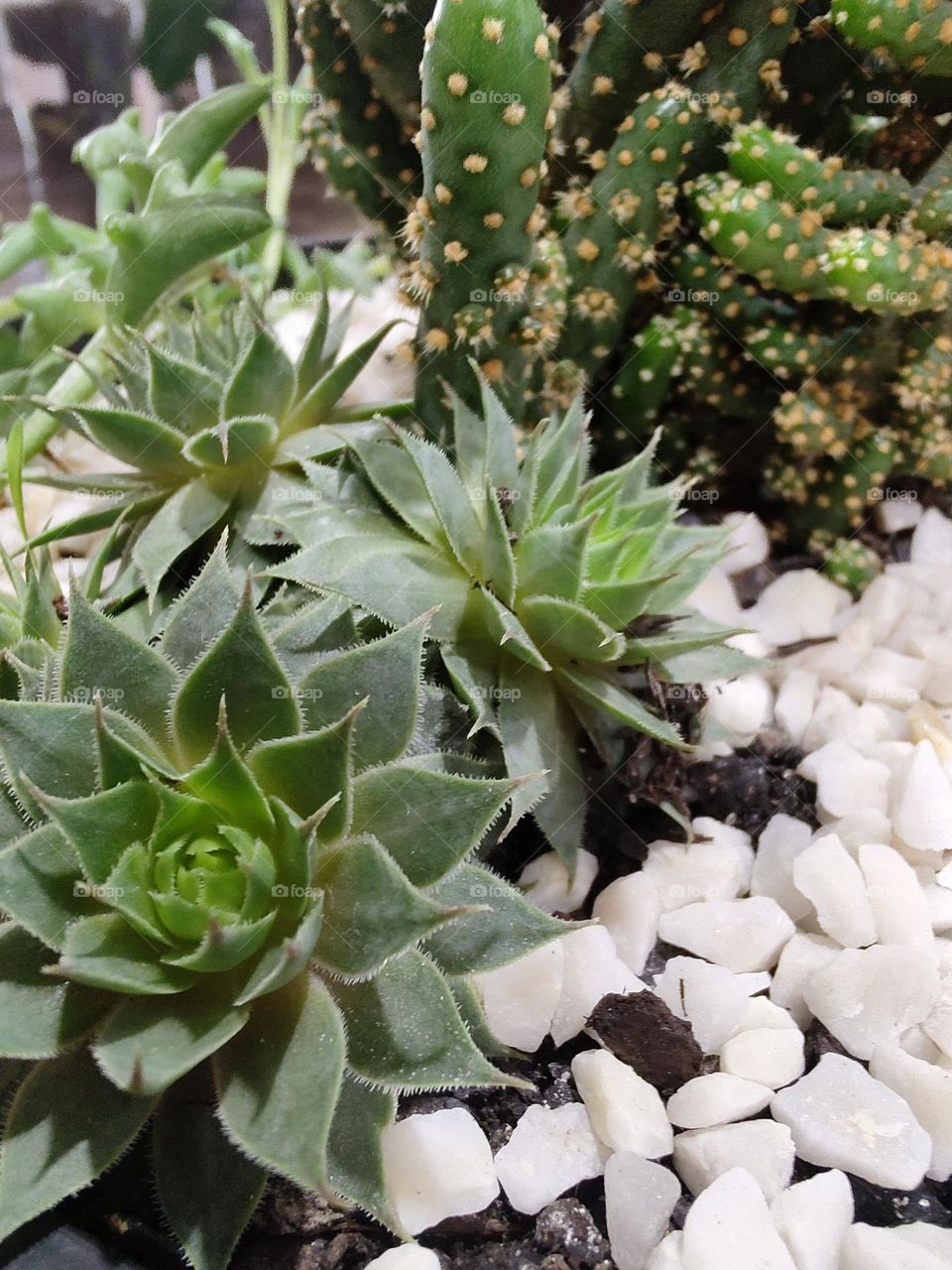 a garden all planted with succulents, and ornamented with small white stones.  Very handsome.