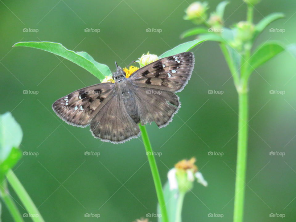 Close-up  of butterfly