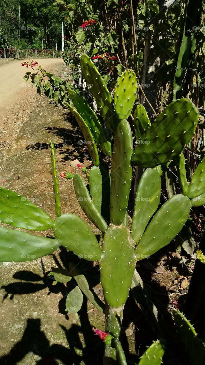 NATURE CACTUS Opuntia ficus-indica