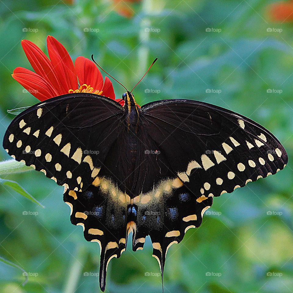 A beautiful black swallowtail butterfly drawing nectar from an orange Gerbera daisy.  The black swallowtail butterfly specifically has several symbolic meanings, including: Transformation and change