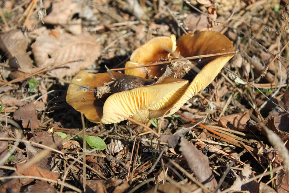Mushroom
