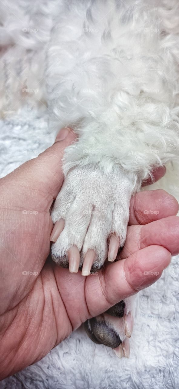 dog's paw and hand