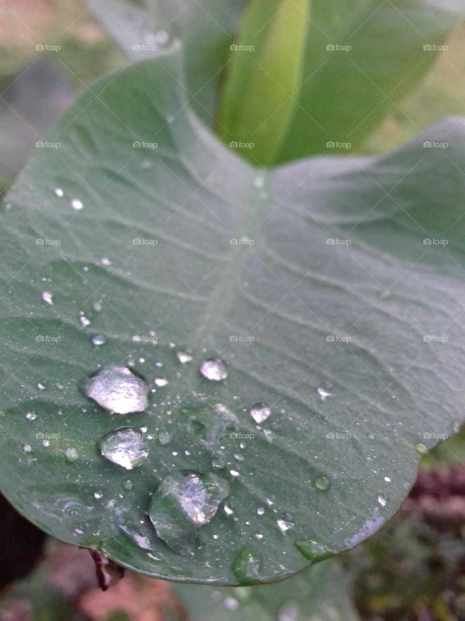 little water on a leaf