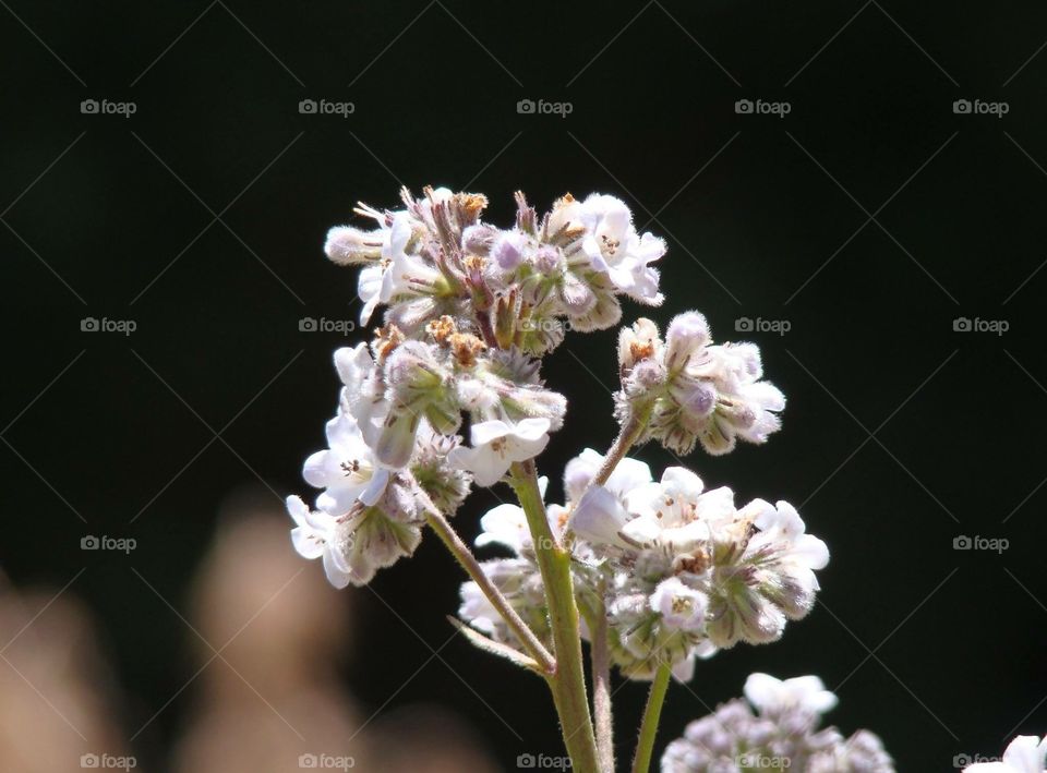 Flowers in California